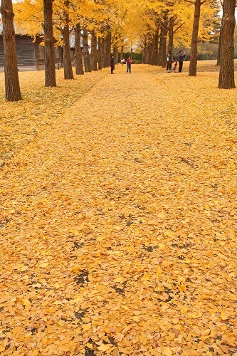 偕楽園の紅葉 もみじ谷と歴史館がおすすめ 水戸は紅葉の穴場スポット 茨城観光 グルメ情報ブログ イバトリ