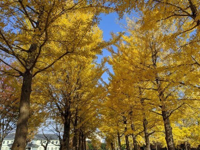 偕楽園の紅葉 もみじ谷と歴史館がおすすめ 水戸は紅葉の穴場スポット 茨城観光 グルメ情報ブログ イバトリ