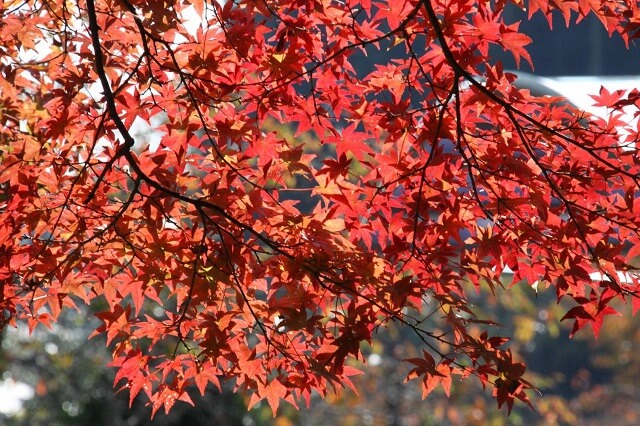 花貫渓谷の紅葉 21年の見頃時期や混雑 駐車場情報 人気が高まる茨城の名所 茨城観光 グルメ情報ブログ イバトリ