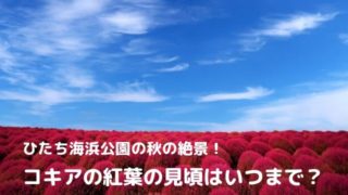 ひたち海浜公園 コキア 見頃