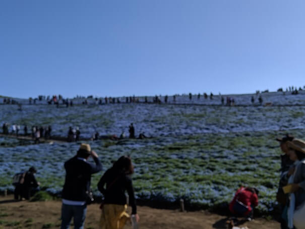 ひたち海浜公園 ネモフィラ 混雑