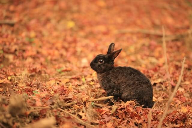 筑波山　登山　紅葉　見頃　野ウサギ
