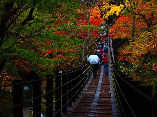 花貫渓谷　吊橋　紅葉