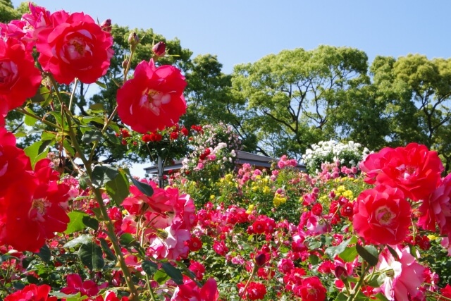 茨城県フラワーパークのバラまつりの見頃は 22年の開花状況や日程 イベント情報 茨城観光 グルメ情報ブログ イバトリ