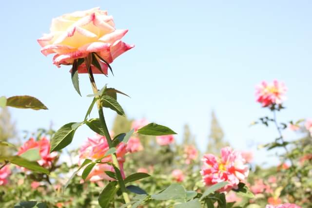 茨城県フラワーパークのバラまつりの見頃は 21年の開花状況や日程 イベント情報 茨城観光 グルメ情報ブログ イバトリ