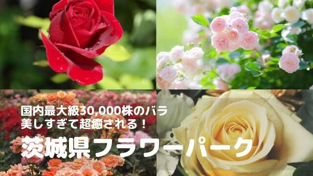 茨城県フラワーパークのバラまつりの見頃は 21年の開花状況や日程 イベント情報 茨城観光 グルメ情報ブログ イバトリ