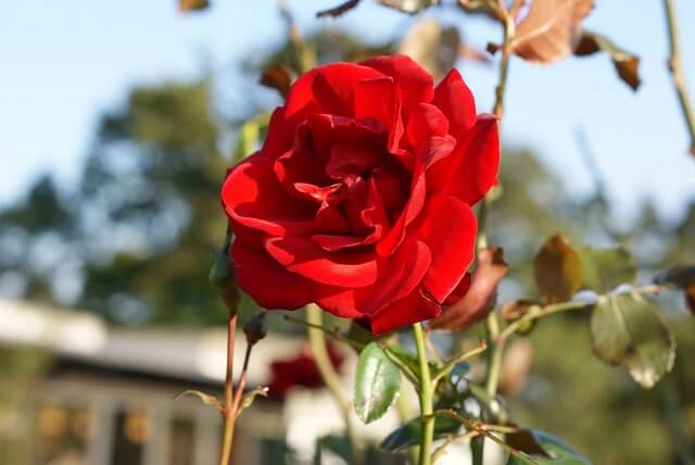 茨城県フラワーパークのバラまつりの見頃は 年の開花状況や日程 イベント情報 茨城観光 グルメ情報ブログ イバトリ