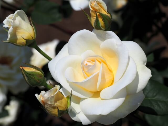 茨城県フラワーパーク　白いバラ
