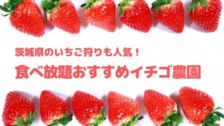 いちご狩り 茨城