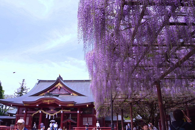 笠間稲荷神社 御朱印は2種類ある 境内の建物 狐や藤棚を現地レポート 茨城観光 グルメ情報ブログ イバトリ