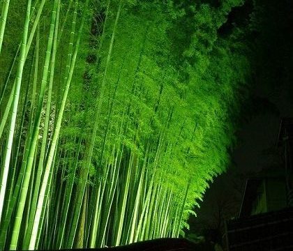 水戸 梅まつり ライトアップ 孟宗竹林