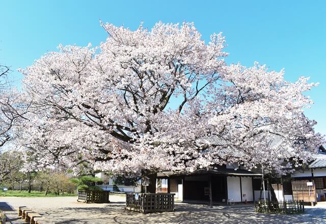 弘道館　正庁の玄関　左近の桜