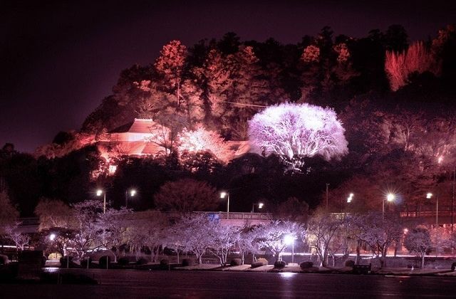 水戸　梅まつり　ライトアップ　夜梅祭