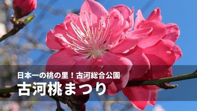 古河桃まつり 21年の開花状況や混雑 駐車場情報まとめ 茨城観光 グルメ情報ブログ イバトリ