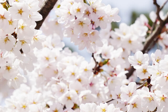 日立さくらまつり　桜　開花状況　見頃