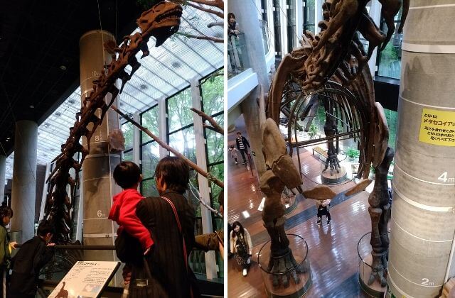 ミュージアムパーク茨城県自然博物館　クーポン　割引　恐竜の全身骨格