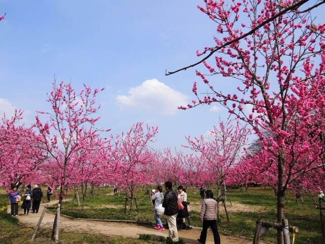 古河公方公園（古河総合公園）　春の見どころ　古河桃まつり　桃林の様子