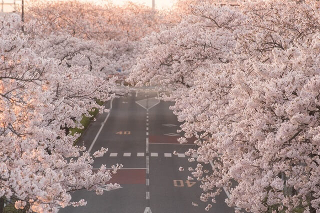 茨城　観光　日立市　日立さくらまつり　平和通り　桜のトンネル