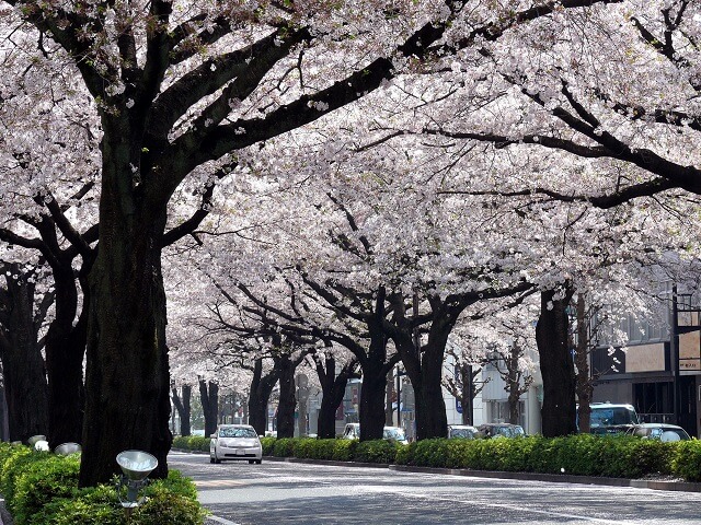 日立さくらまつり　平和通り　桜のトンネル