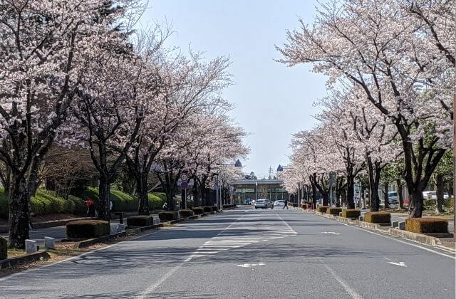 茨城の桜の名所から穴場のお花見スポット42選 開花状況も更新中 茨城観光 グルメ情報ブログ イバトリ