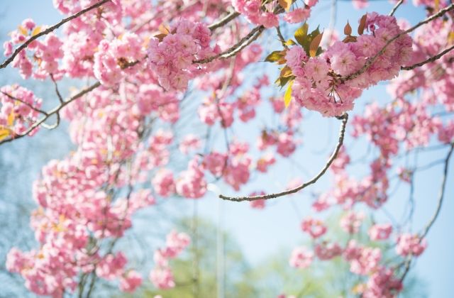 茨城の桜の名所から穴場のお花見スポット42選 開花状況も更新中 茨城観光 グルメ情報ブログ イバトリ