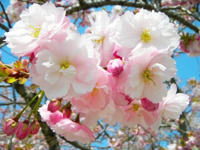 静峰ふるさと公園　桜　開花状況　八重桜まつり