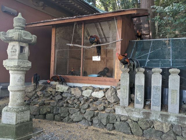 大甕神社　東天紅鶏　縁切り　日立