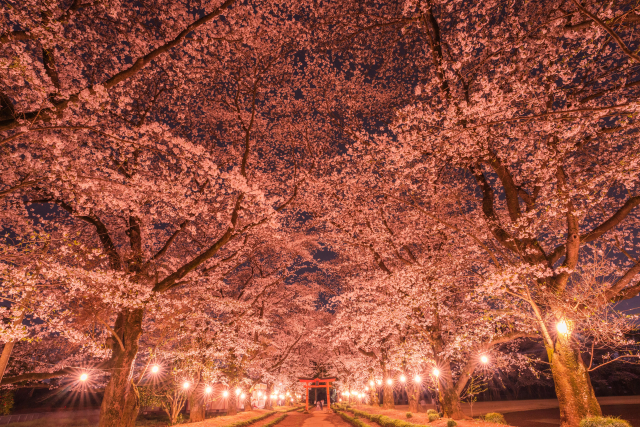 東蕗田天満社　桜　