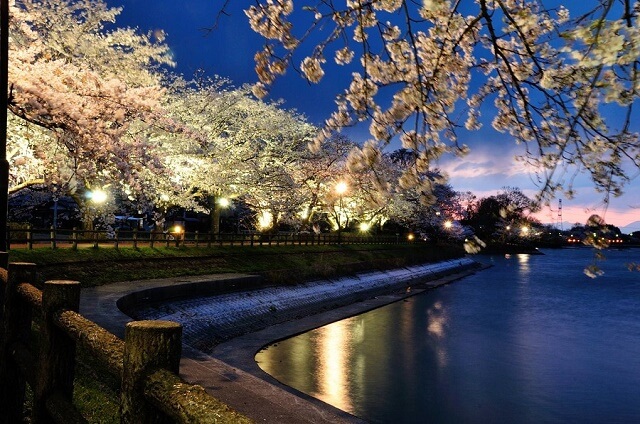 茨城　桜　名所　砂沼の夜桜