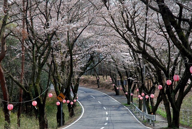 北山公園キャンプ場　桜