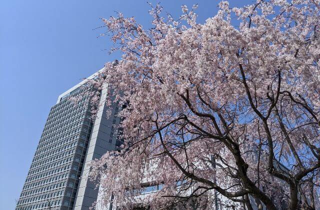 茨城県庁　桜　開花状況