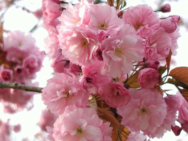 静峰ふるさと公園　八重桜まつり