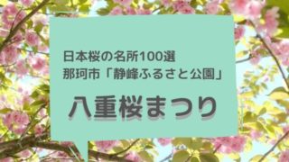 静峰ふるさと公園 八重桜 開花状況