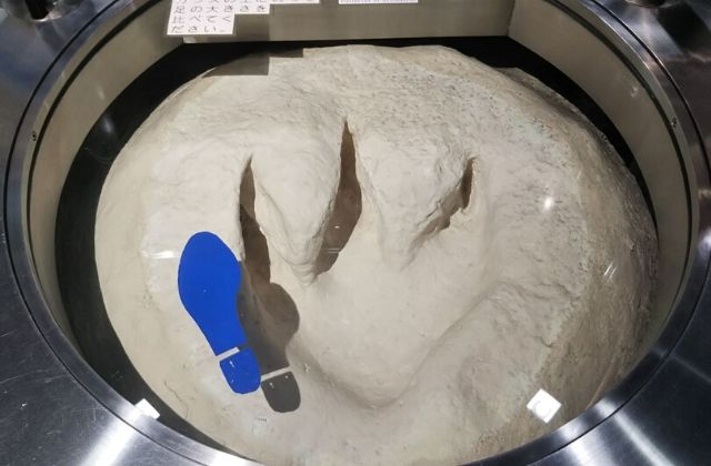 地質標本館　アロサウルスの足跡