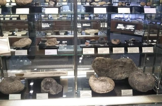 地質標本館　化石