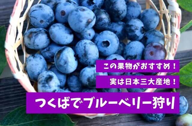 つくばでブルーベリー狩り お土産は駅でも買えるラングドシャがおすすめ 茨城観光 グルメ情報ブログ イバトリ