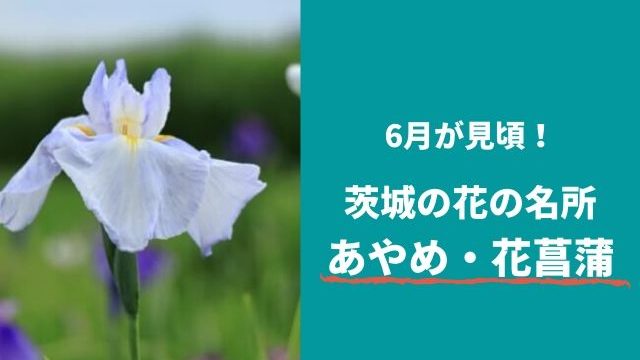 茨城県のあやめまつり 花菖蒲スポット4選 最新22年度版 茨城観光 グルメ情報ブログ イバトリ