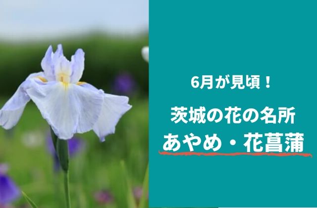 茨城県のあやめまつり 花菖蒲スポット4選 最新21年度版 茨城観光 グルメ情報ブログ イバトリ