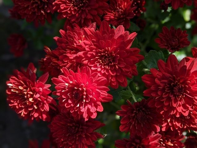 笠間の菊まつり　笠間稲荷神社　赤い菊の花