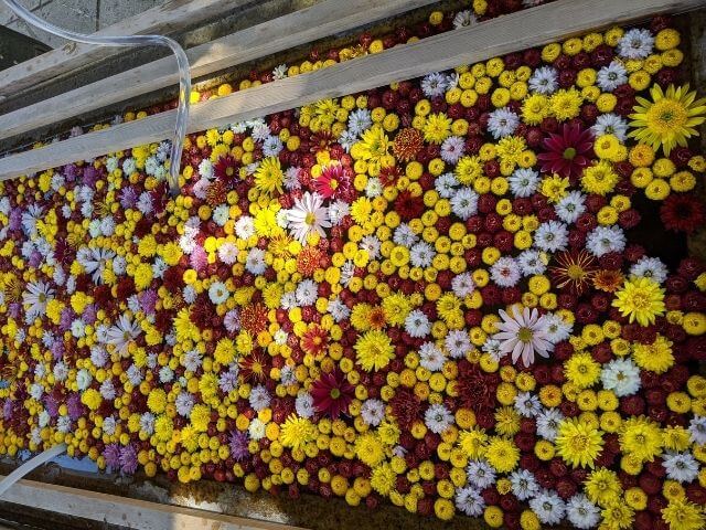 笠間稲荷神社　菊まつり　手水舎　菊の花