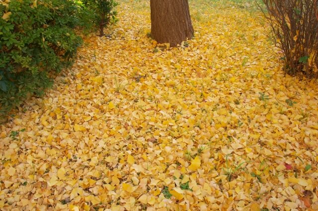 茨城県立歴史館　紅葉　イチョウ並木　見頃　黄色の絨毯