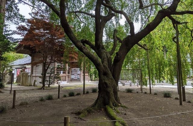 吉田神社　境内のシダレザクラ　桜の名所