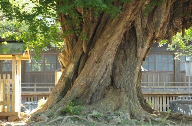 西蓮寺　行方市　樹齢1000年の大銀杏の幹