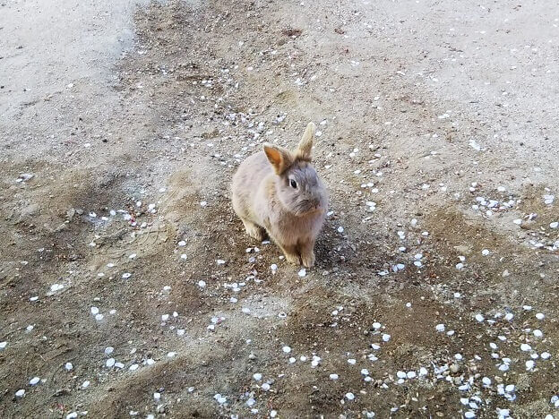 牛久大仏のふれあい動物公園がまるでウサギの楽園 小動物公園も癒しのスポット 牛久市 茨城観光 グルメ情報ブログ イバトリ