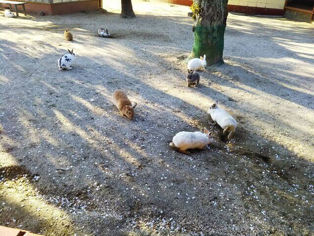 牛久大仏のふれあい動物公園がまるでウサギの楽園 小動物公園も癒しのスポット 牛久市 茨城観光 グルメ情報ブログ イバトリ