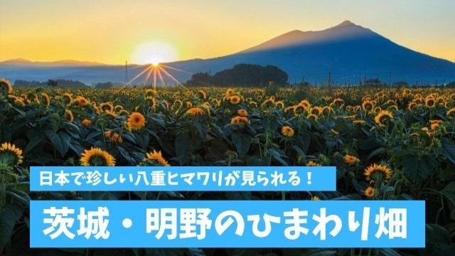 明野ひまわり畑22 筑西市 100万本の八重ひまわりが絶景 見頃やアクセス情報 茨城観光 グルメ情報ブログ イバトリ