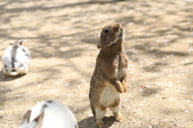 牛久大仏のふれあい動物公園がまるでウサギの楽園 小動物公園も癒しのスポット 牛久市 茨城観光 グルメ情報ブログ イバトリ