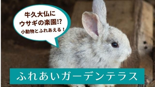 牛久大仏のふれあい動物公園がまるでウサギの楽園 小動物公園も癒しのスポット 牛久市 茨城観光 グルメ情報ブログ イバトリ