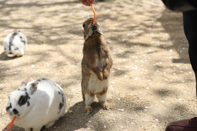 牛久大仏のふれあい動物公園がまるでウサギの楽園 小動物公園も癒しのスポット 牛久市 茨城観光 グルメ情報ブログ イバトリ