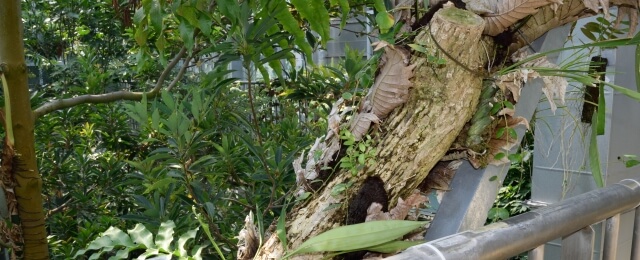 筑波実験植物園 つくば植物園 はどんな所 ランチはお弁当持参でピクニックも 茨城観光 グルメ情報ブログ イバトリ